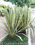 Furcraea foetida ´Medio-picta´