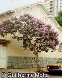 Tibouchina granulosa
