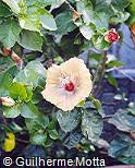 Hibiscus rosa-sinensis ´Araka Crimson Ray Type´