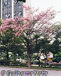 Chorisia speciosa