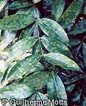 Dracaena surculosa ´Punctulata´