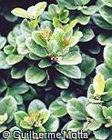 Viburnum suspensum