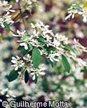 Euphorbia leucocephala