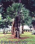 Chamaerops humilis