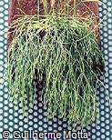 Abrir ficha do item Rhipsalis baccifera