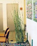 Equisetum giganteum