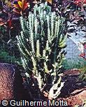 Euphorbia lactea