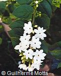 Jasminum multiflorum