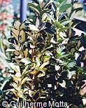 Euonymus japonicus ´Aureus´
