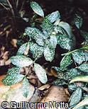 Dracaena godseffiana