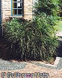Pandanus racemosus