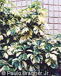 Schefflera arboricola ´Ivonete´
