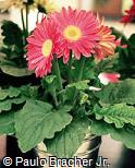 Gerbera jamesonii<BR>Gérbera Margarida-da-áfrica Margarida-do-transvaal Gebra