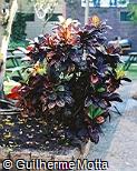 Codiaeum variegatum ´Petra´