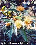 Stifftia chrysantha
