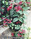 Clerodendron x speciosum