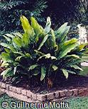 Cyclanthus bipartitus