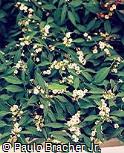 Euphorbia corollata