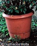 Abrir ficha do item Vaso plástico