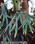 Platycerium bifurcatum