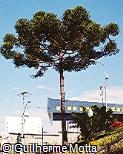 Araucaria angustifolia