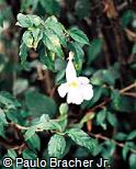 Thunbergia erecta var. albiflora