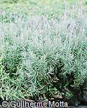 Lavandula angustifolia