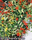 Euphorbia fulgens