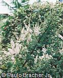 Tetradenia riparia