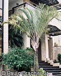 Dypsis decary