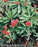 Euphorbia milii var. breonii