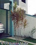 Dracaena marginata ´Colorama´