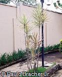 Dracaena marginata ´Tricolor´