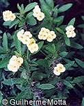 Euphorbia milii ´Lutea´