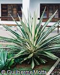 Furcraea foetida ´Striata´