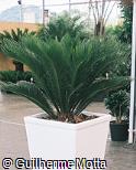 Cycas revoluta