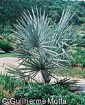 Bismarckia nobilis Palmeira-bismarckia , Palmeira-de-bismarck Bismarckia nobilis Palmeira-bismarckia , Palmeira-de-bismarck