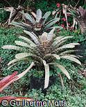 Vriesea fosteriana