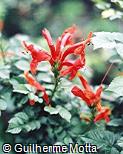 Tecomaria capensis