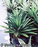 Agave decipiens