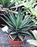 Agave decipiens