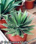 Agave horrida