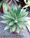 Agave horrida