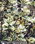 Ilex aquifolium  ´Argentea Marginata´