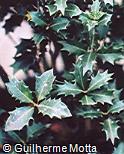 Ilex aquifolium