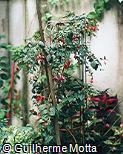 Fuchsia regia