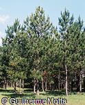 Pinus elliottii