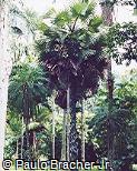 Washingtonia robusta