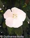 Hibiscus syriacus ´Totus Albus´