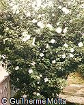 Hibiscus syriacus ´Totus Albus´